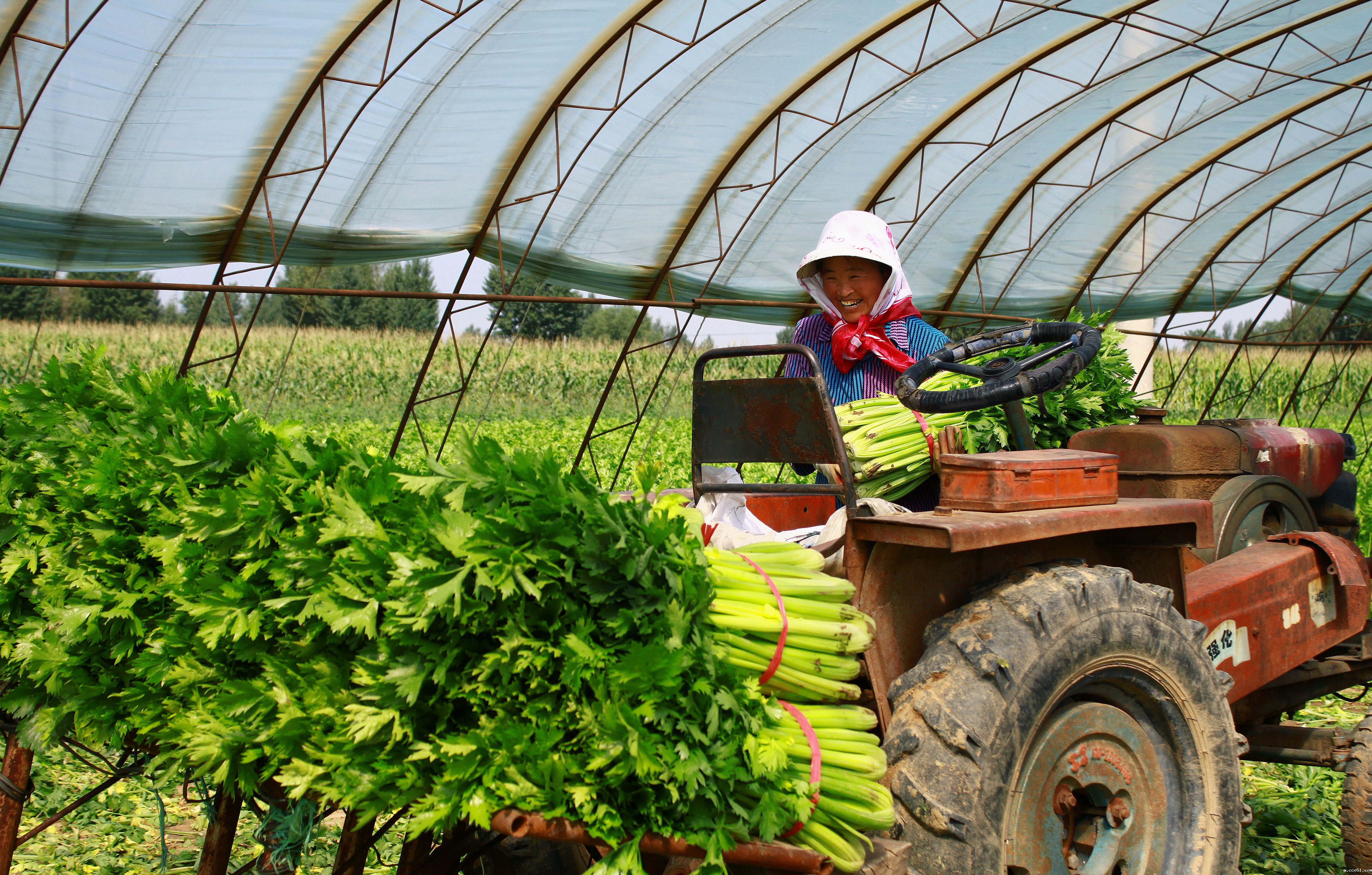 菜农心里乐开花