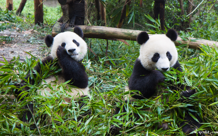 版权开发让国宝变文化交流之宝